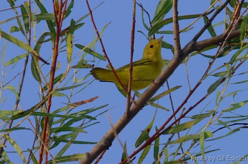 Yellow Warbler fall 